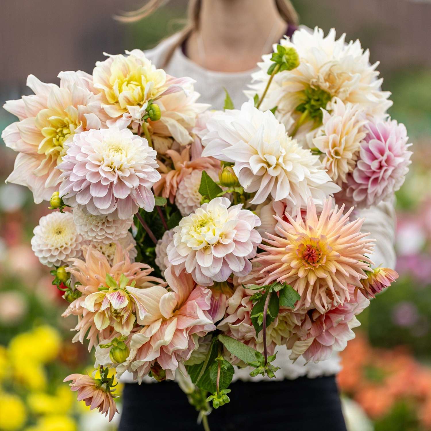 Daaliasekoitus 'Heavenly Delight'